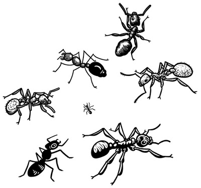 400x374 Andysaurus Comics Ant Studies - Ant Sketch
