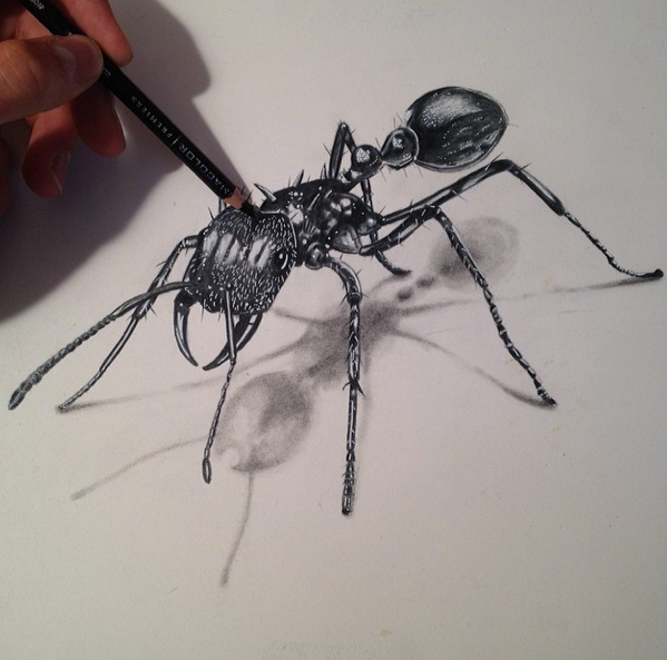 599x593 This Ant And This Fly By Stefan Simonovic Art - Ant Sketch