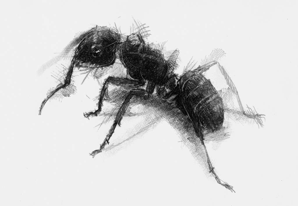 1024x709 Ant Seanbriggs - Ant Sketch