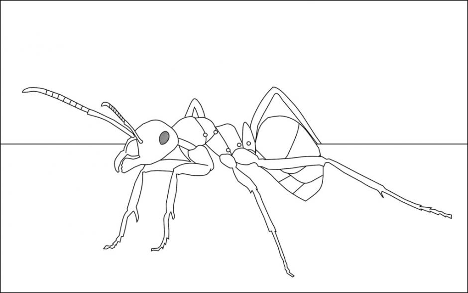940x588 Ant Drawing. Drawings Ideas For Kids - Ant Sketch