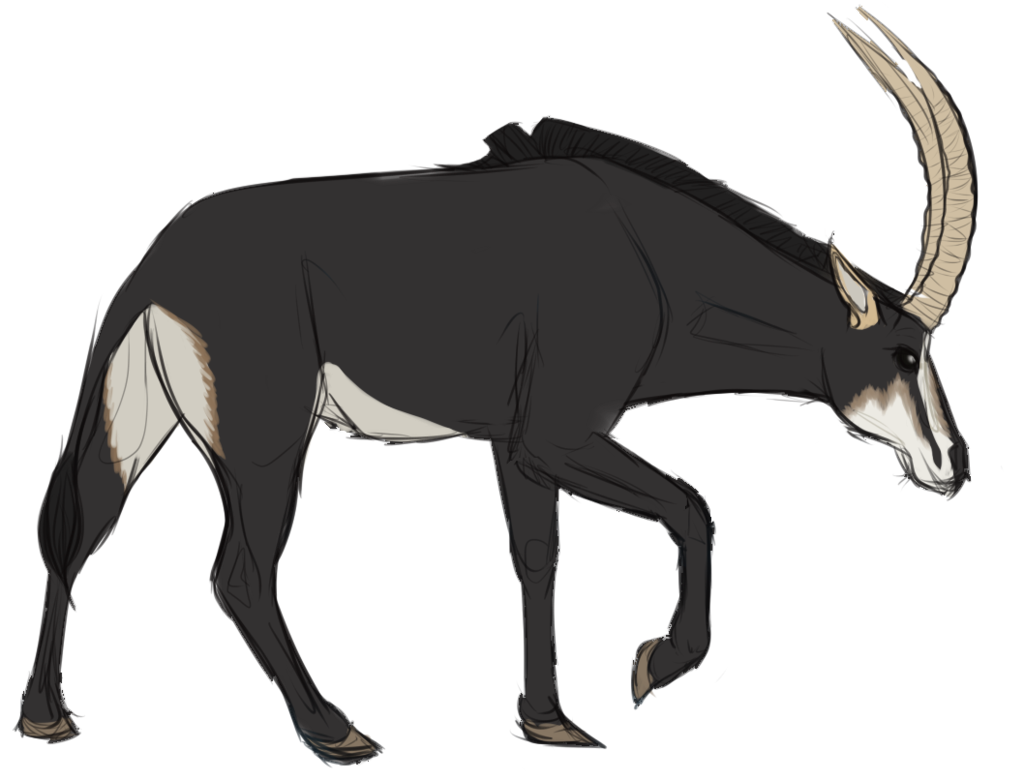 1024x780 Antelope Sketch By Wise Crack - Antelope Sketch