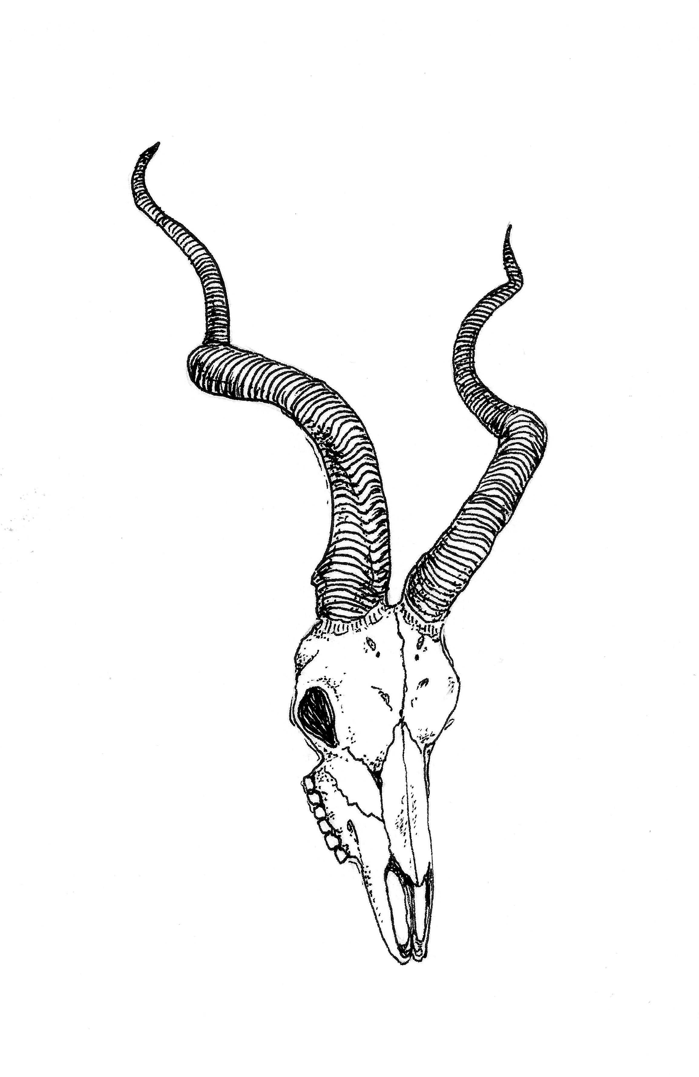 2310x3558 Antelope Skull Drawing, Ink On Paper, 2014 Illustrations - Antelope Sketch