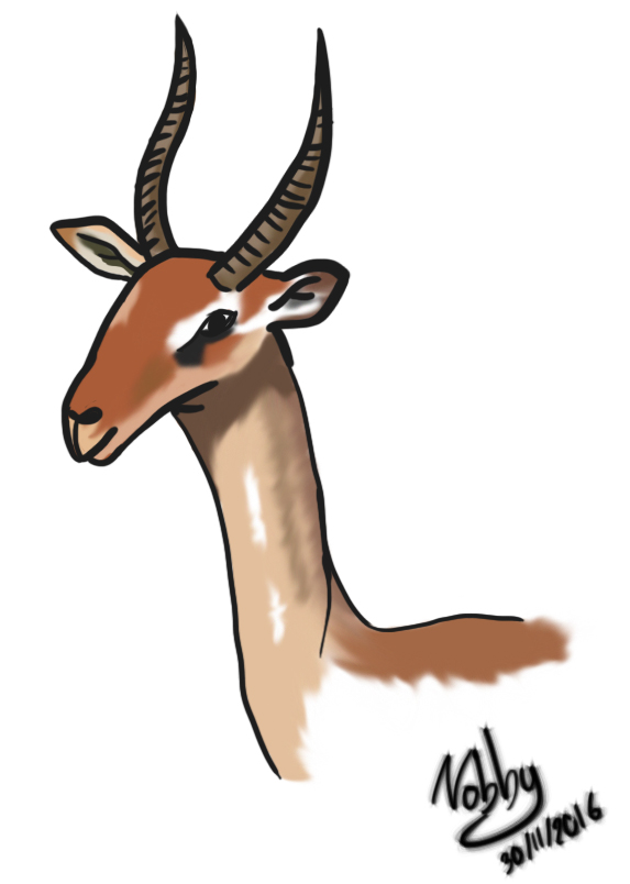 573x804 Antelope Sketch - Antelope Sketch