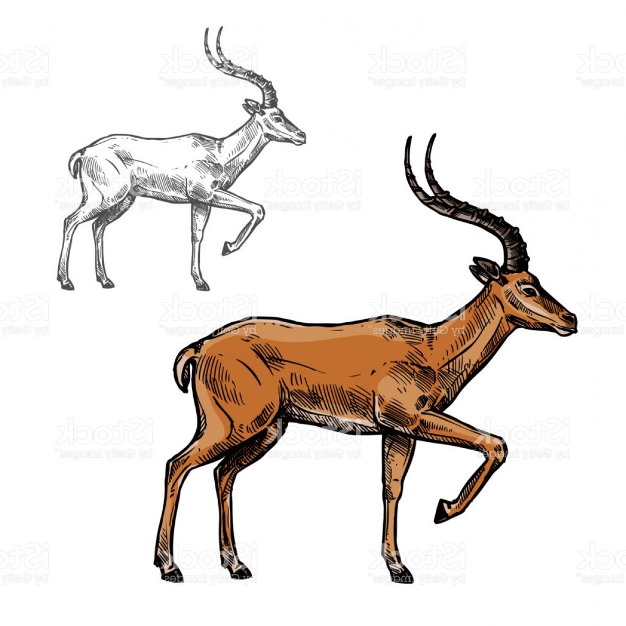 1228x1228 African Gazelle Or Indian Antelope Animal Sketch Gm Arenawp - Antelope Sketch
