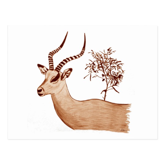 540x540 Impala Antelope Animal Wildlife Drawing Sketch Postcard - Antelope Sketch