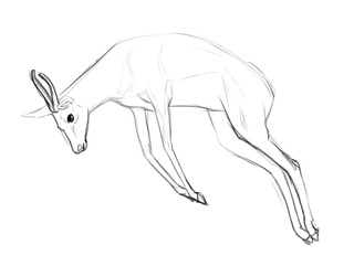 320x241 Just A Sketch Of An Antelope. Took Me 3 Minutes ^ ^ - Antelope Sketch