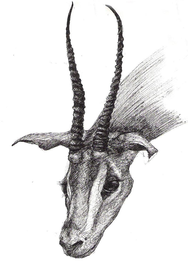 800x1146 La Specola Sketches - Antelope Sketch