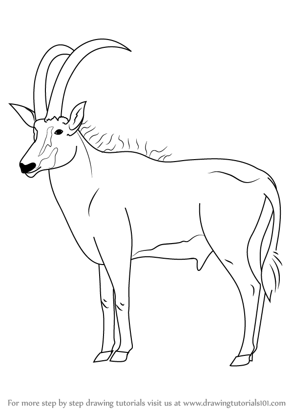 598x844 Learn How To Draw An Antelope (Wild Animals) Step By Step - Antelope Sketch