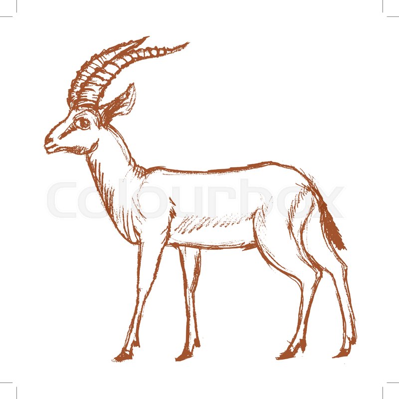 800x800 Vector, Sketch, Hand Drawn Illustration Of Antelope Stock Vector - Antelope Sketch