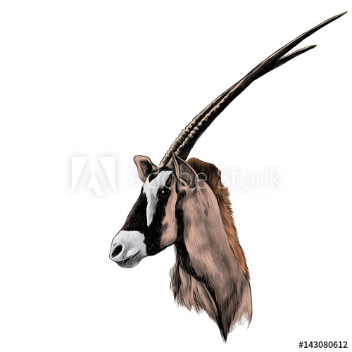500x500 Antelope Head Profile Looking To The Side, Sketch Vector Graphics - Antelope Sketch