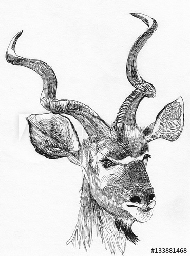 370x500 Antelope Head Sketch Hand Drawn Illustration - Antelope Sketch