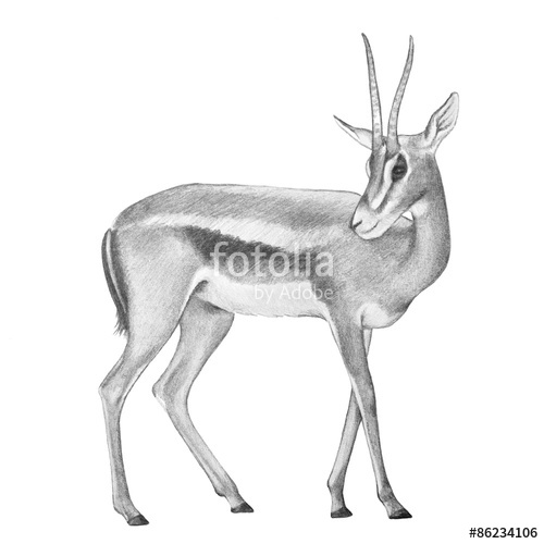 500x500 Hand Drawn Pencil Sketch Of Africa Gazelle Deer With Curved Horns - Antelope Sketch