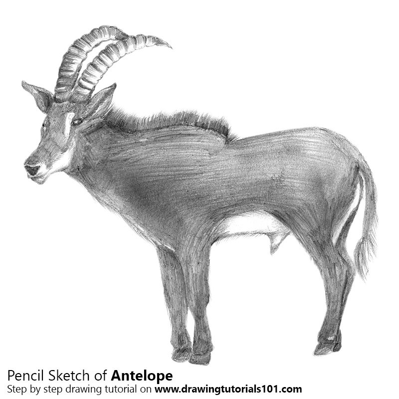 800x800 Antelope Pencil Drawing - Antelope Sketch