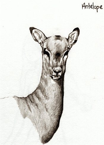 Antelope Sketch at PaintingValley.com | Explore collection of Antelope ...