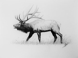 300x224 Deer Antler Drawings Fine Art America - Antler Sketch
