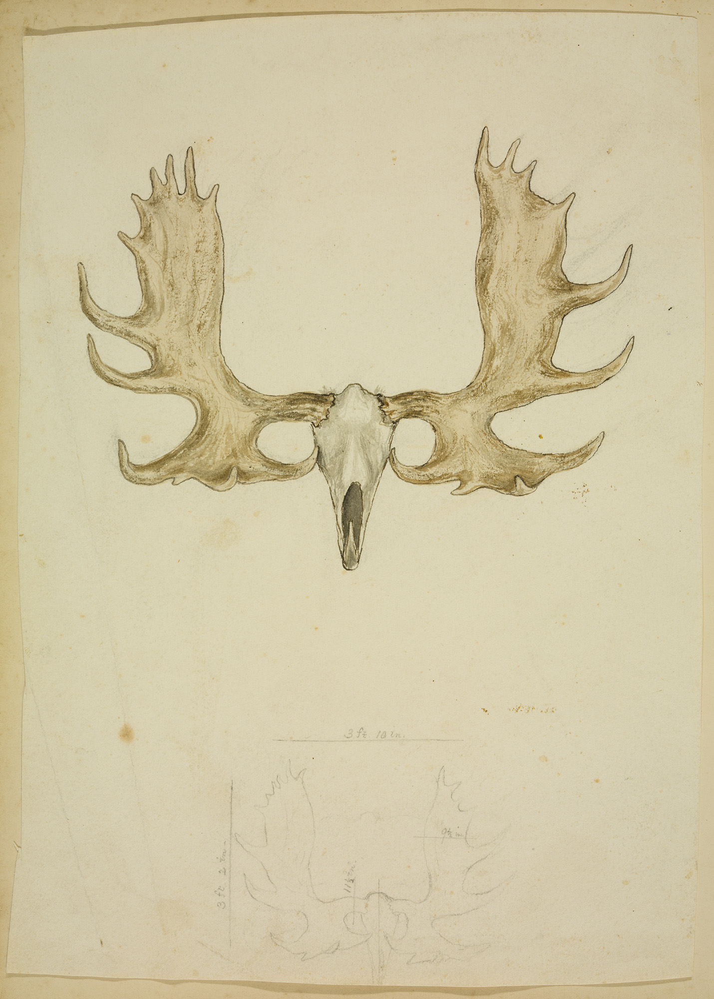 1430x2000 Filesketch Of Moose Or Cariboo Skull And Antlers (13541301663 - Antler Sketch