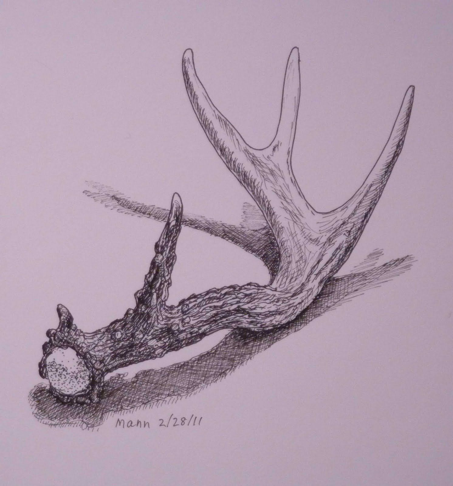 1491x1600 Pencil Contour Line Drawing Of A Deer Antler - Antler Sketch
