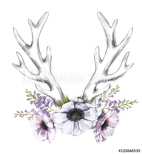 459x500 Beautiful Illustration With The Watercolor Anemone Flowers And - Antler Sketch