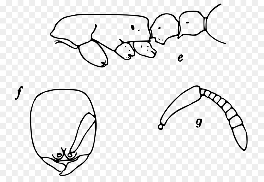 900x620 Line Art Drawing Cartoon Sketch - Ants Sketch