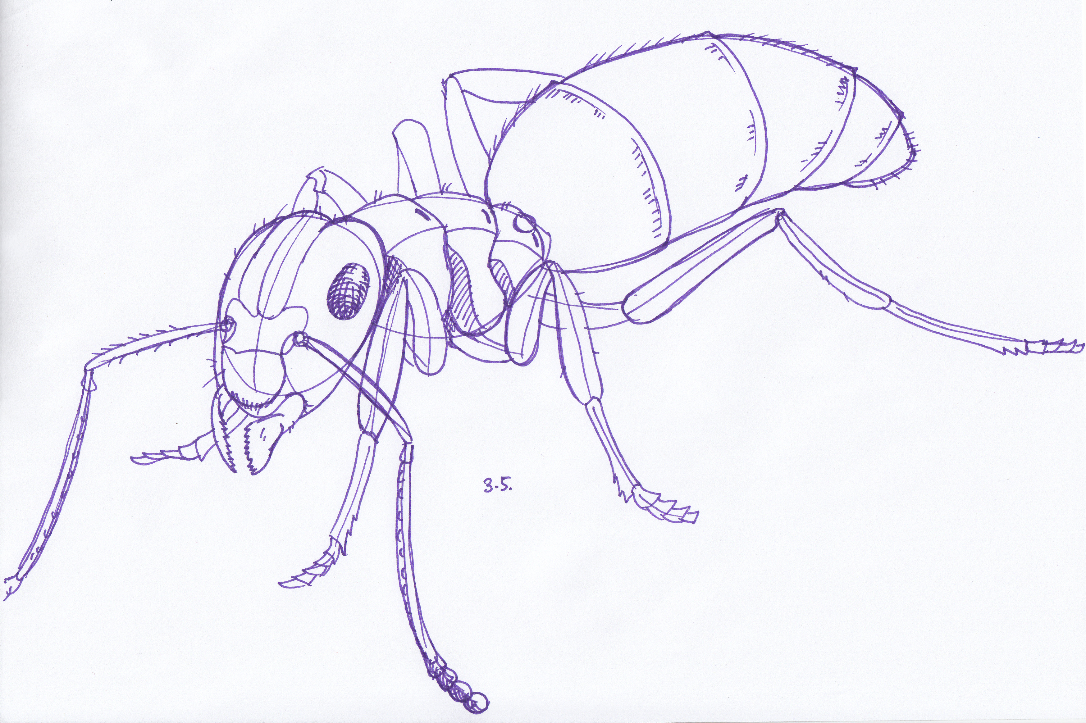 3496x2328 May 3rd - Ants Sketch