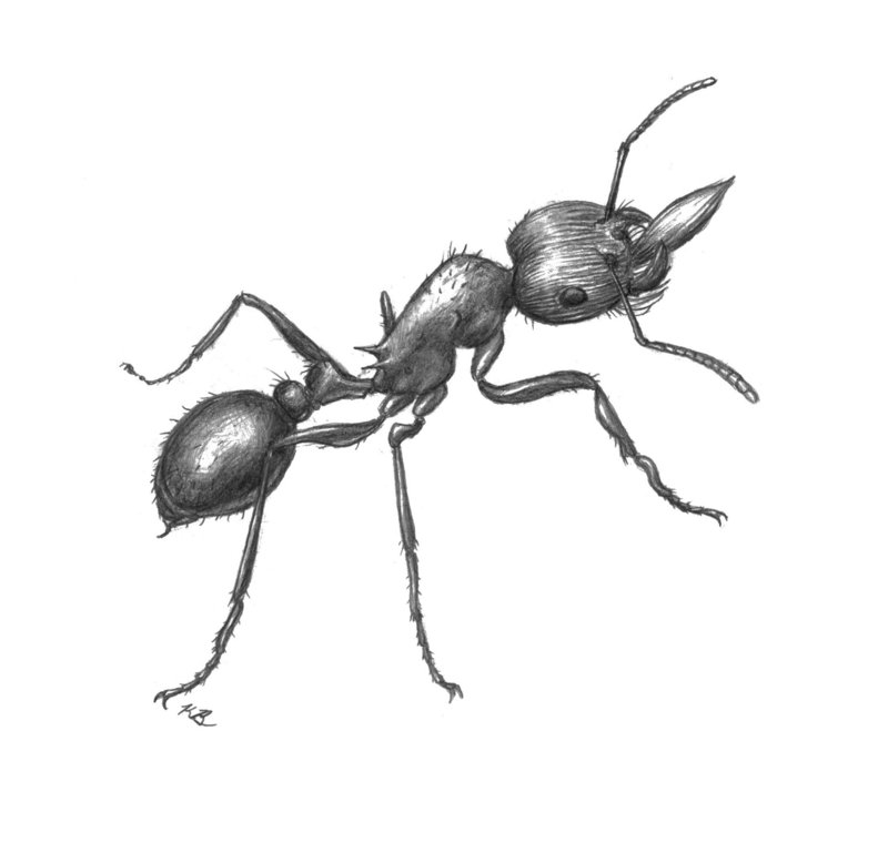 800x769 Red Harvester Ant Sketch By Mari 3 - Ants Sketch