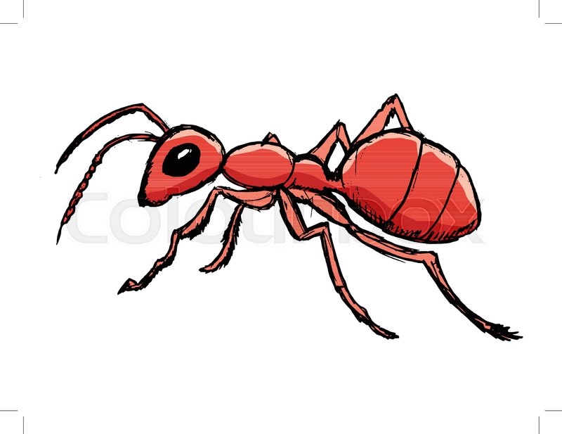800x617 Vector, Coloured, Sketch, Hand Drawn Image Of Red Ant Stock - Ants Sketch