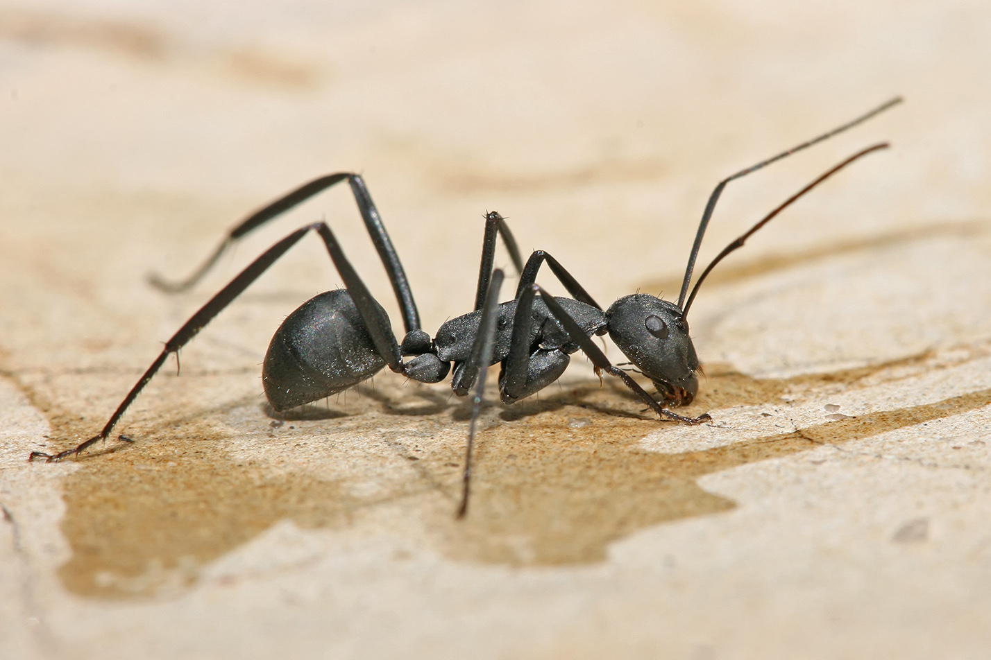 1428x952 Carpenter Ant - Ants Sketch
