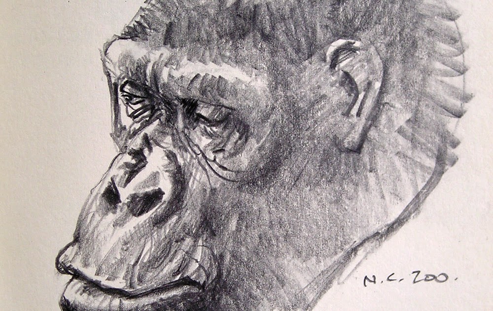 1000x630 Gurney Journey Gorilla Portraits - Ape Sketch