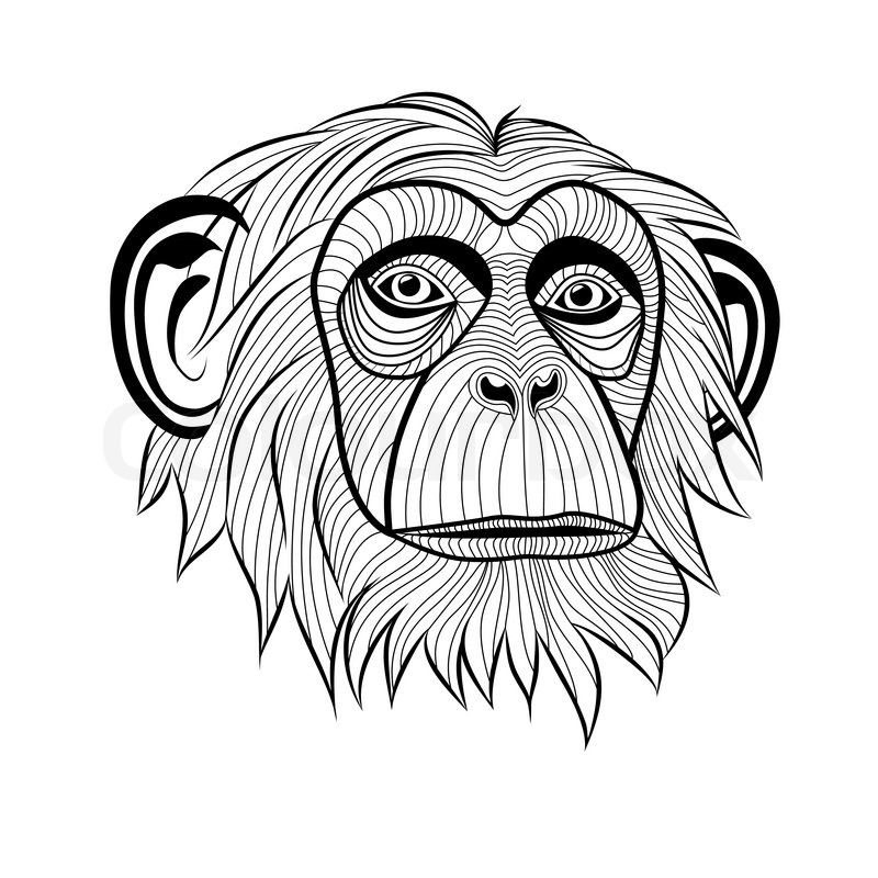 800x800 Monkey Chimpanzee Ape Head Animal, Simia Troglodytes, Symbol For - Ape Sketch