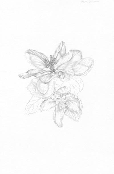 400x612 Apple Blossom Extract From Botanical Drawing By Penny Brown - Apple Blossom Sketch
