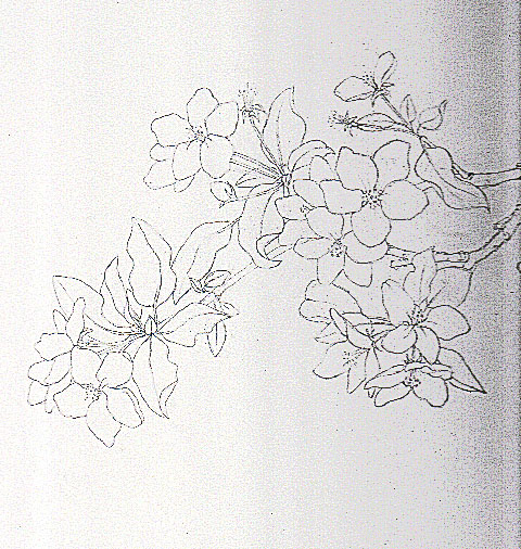 480x506 Apple Blossoms Jizo Garden - Apple Blossom Sketch