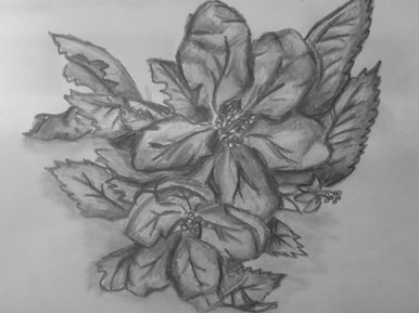 386x289 Bbc - Apple Blossom Sketch