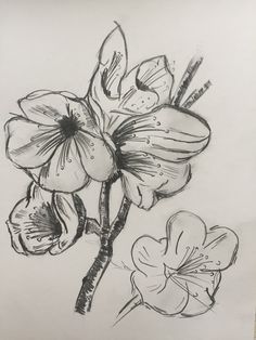 236x314 Clouds Sketch Pencil Sketches Sketches - Apple Blossom Sketch