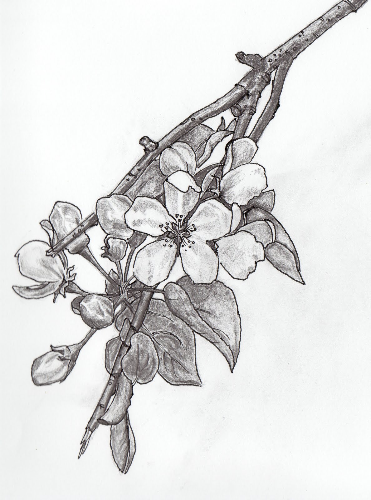 1189x1600 Elise Eiffe Apple Blossom - Apple Blossom Sketch