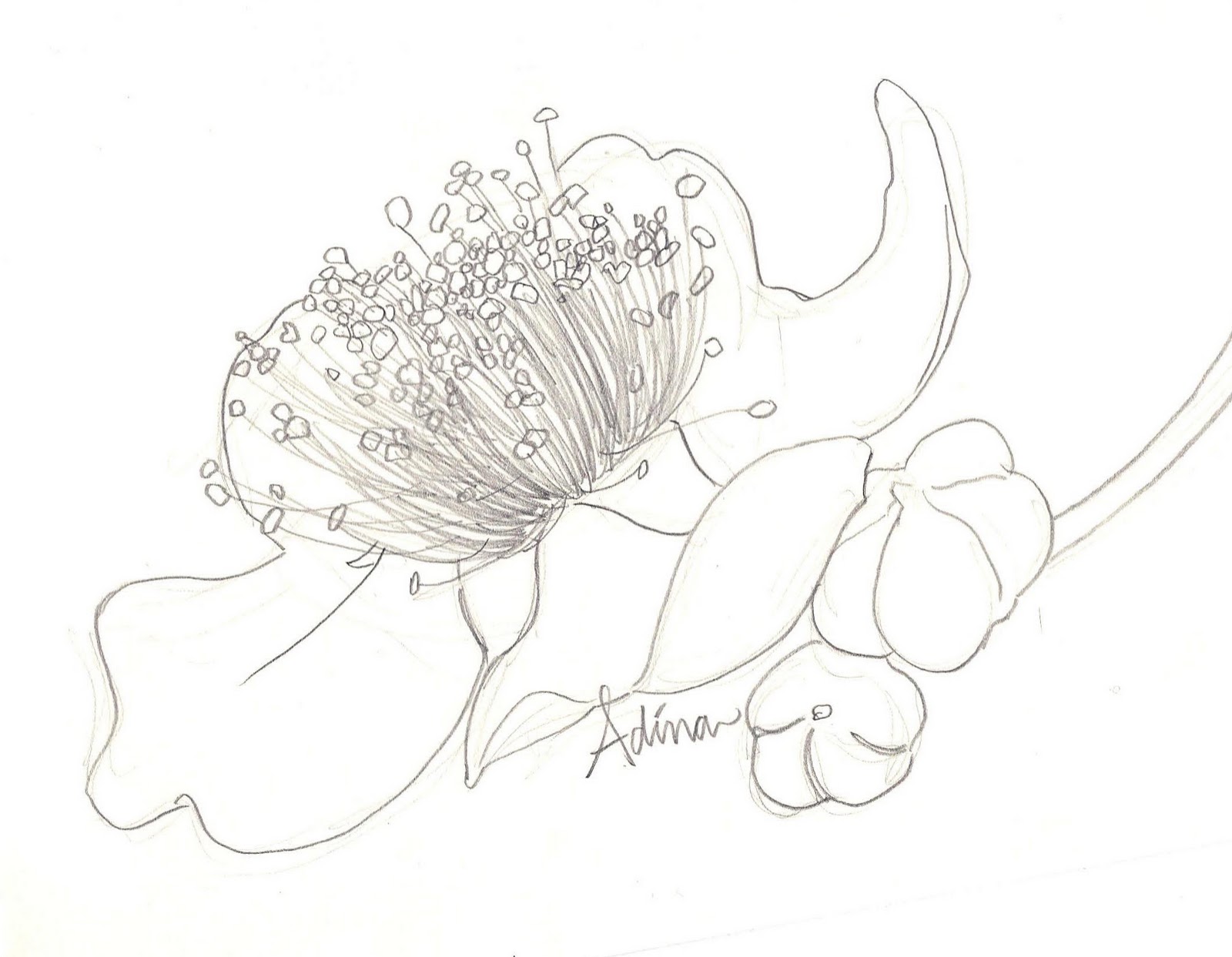 1600x1243 Generous Art February 2011 - Apple Blossom Sketch