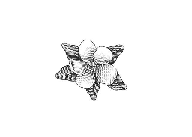 640x457 Apple Blossom - Apple Blossom Sketch