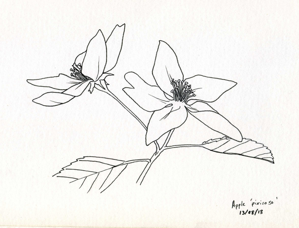 1024x783 Apple Blossom Line Sketch Littlenomada - Apple Blossom Sketch