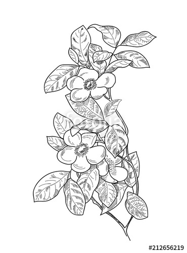 370x500 Apple Blossom Sketch In Pencil And Ink. For Card, Web, Tattoo - Apple Blossom Sketch