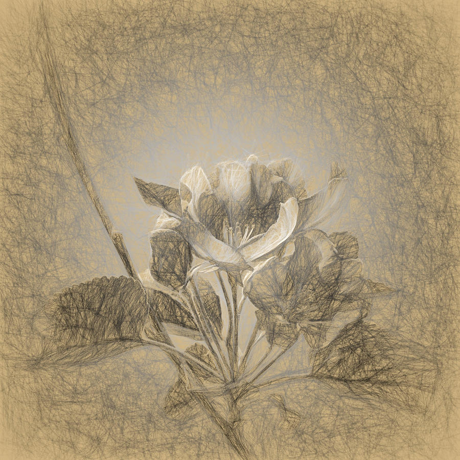 900x900 Apple Blossom Sketch Photograph By Andrey Suchkov - Apple Blossom Sketch