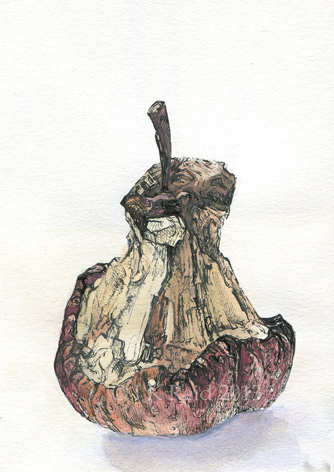 649x918 Apple Core Imogen Reid - Apple Core Sketch