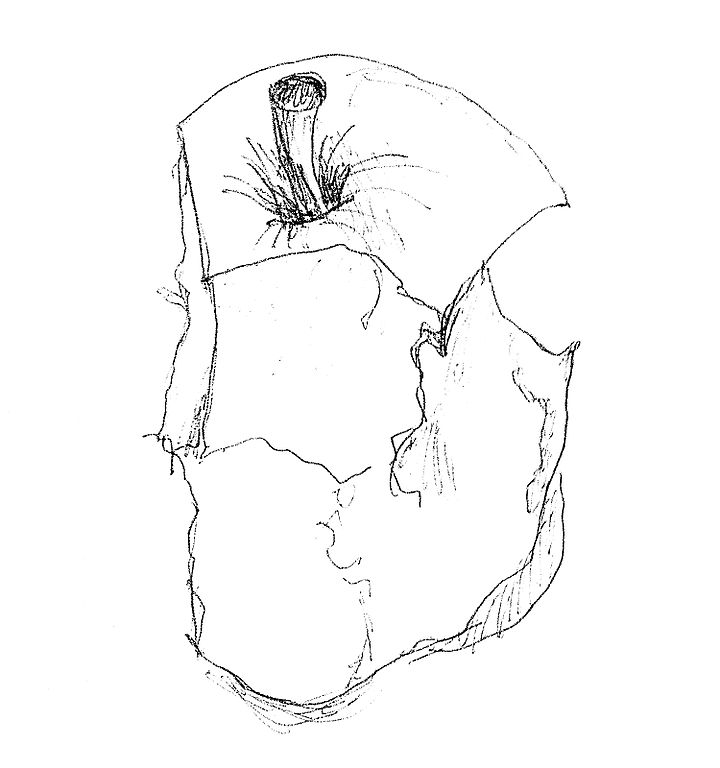 720x768 Fileapple Core Drawing.jpg - Apple Core Sketch