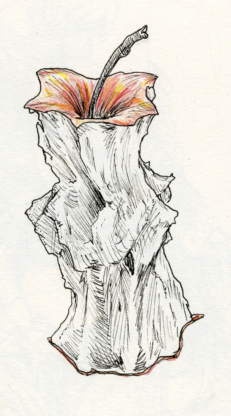 876x1576 Flom Drawn Apple Core - Apple Core Sketch