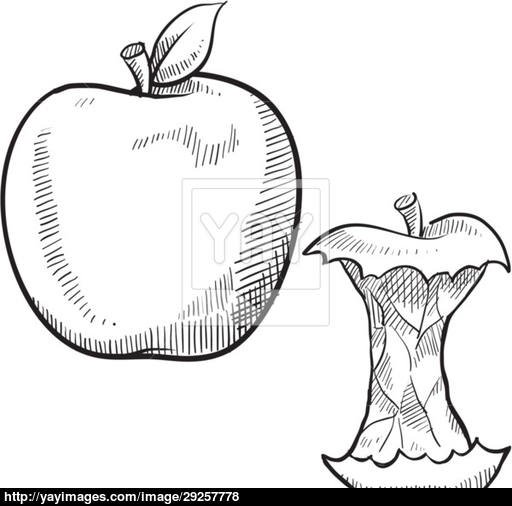 512x506 Apple And Core Sketch Vector - Apple Sketch