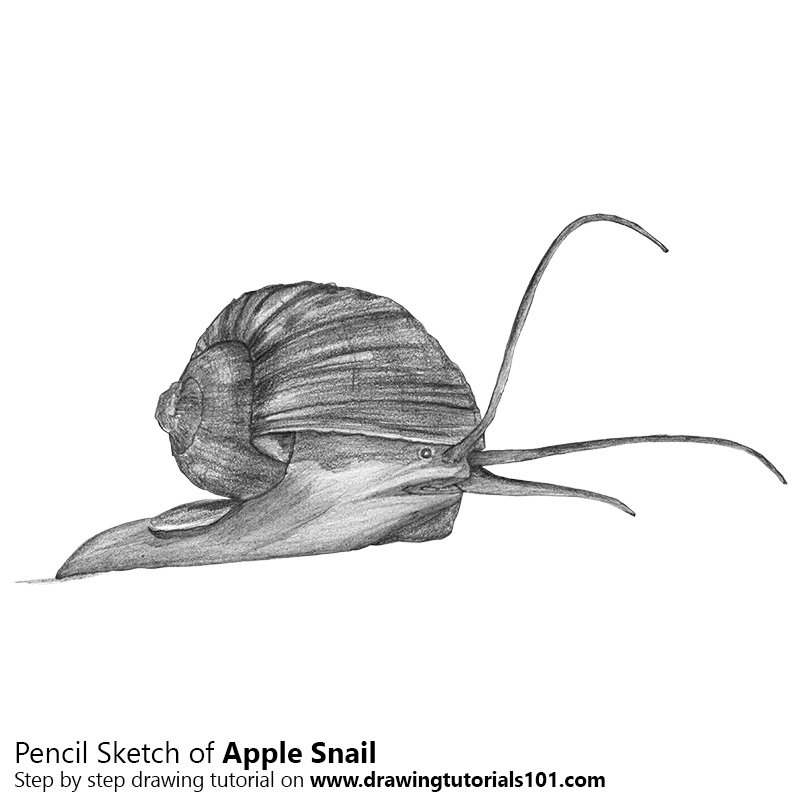 800x800 Apple Snail Pencil Drawing - Apple Sketch Image