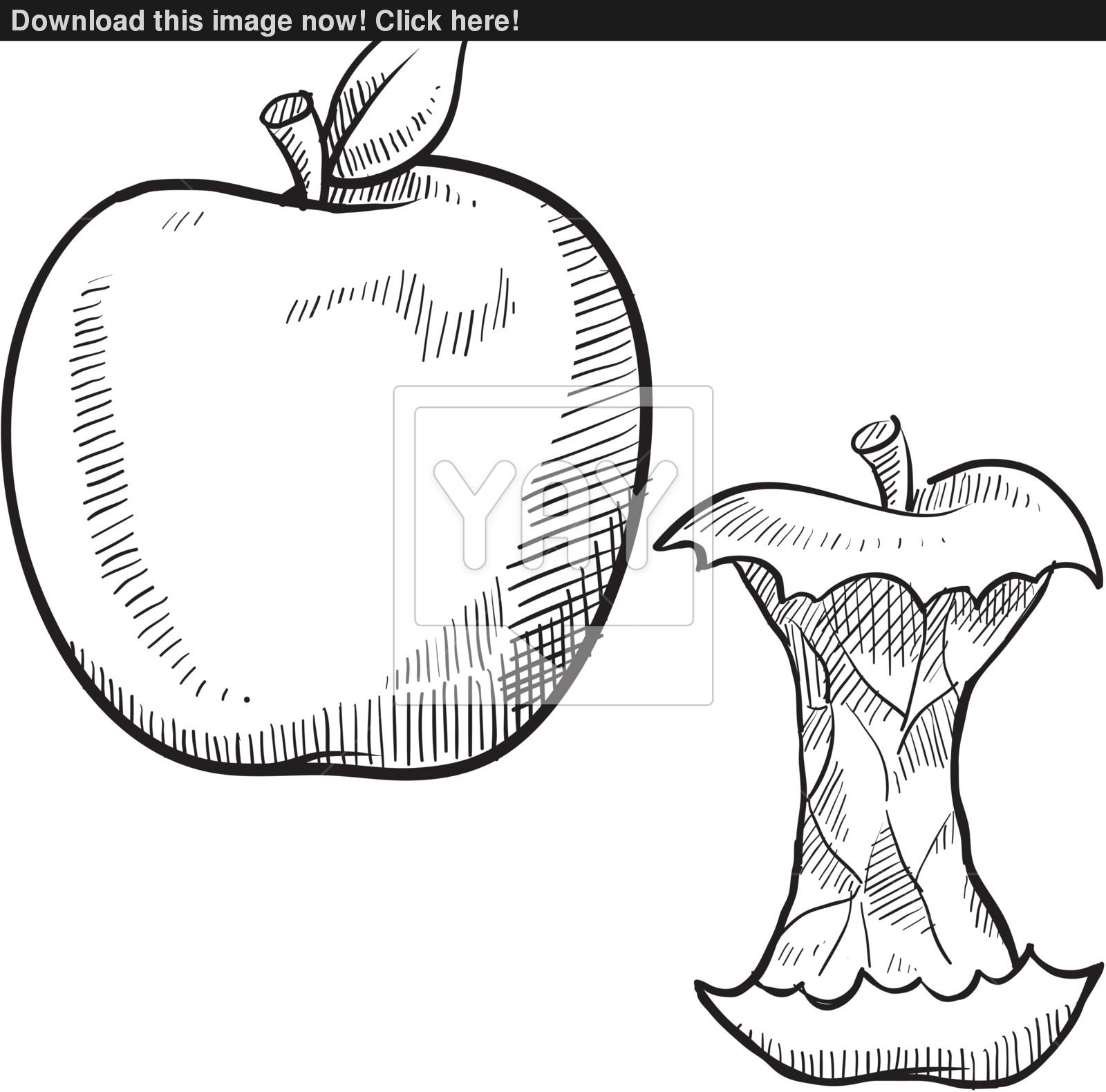 1600x1580 Apple And Core Sketch Vector - Apple Sketch Image