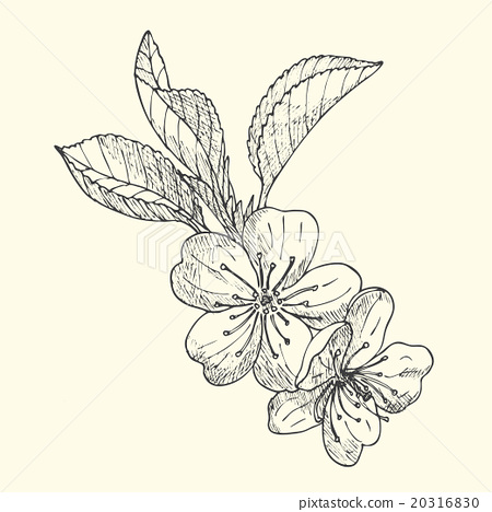 450x468 Apple Blossom Sketch - Apple Sketch Image