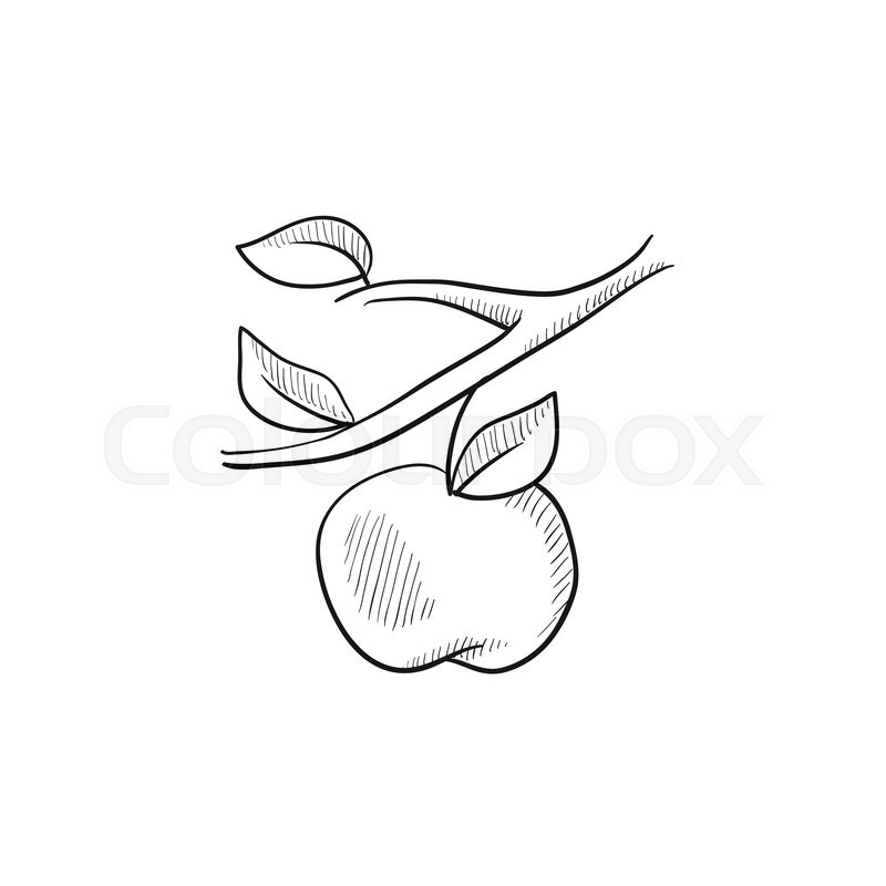 800x800 Apple Harvest Vector Sketch Icon Isolated On Background. Hand - Apple Sketch Image