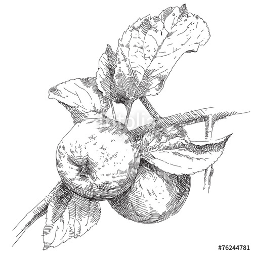 500x500 Hand Drawing Apples On Apple Tree Branch Stock Image And Royalty - Apple Tree Sketch