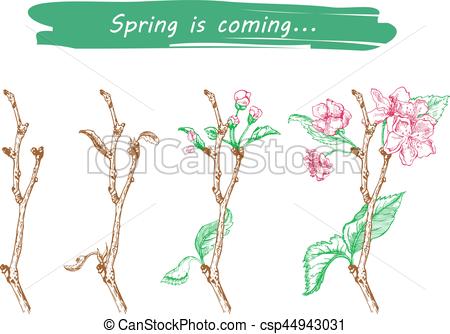 450x334 Pple Tree Sketch Design. Vector Illustration Of Apple Tree Sketch - Apple Tree Sketch