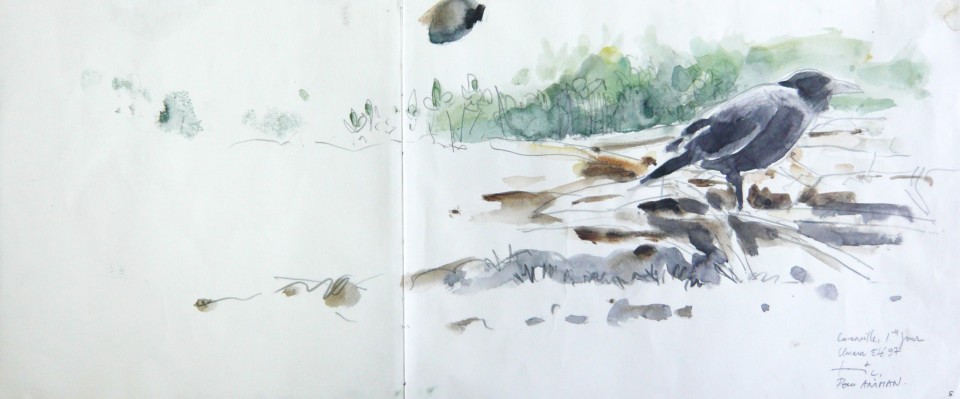 960x399 Crow - Aquarelle Sketch